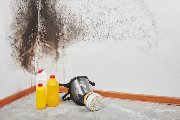 Best Professional Mold Removal  in Havre De Grace, MD