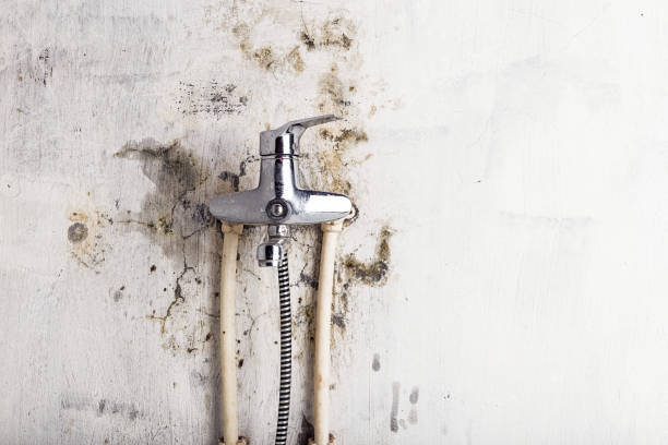 Best Mold Testing  in Havre De Grace, MD