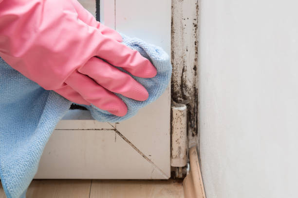 Best Home Mold Removal  in Havre De Grace, MD