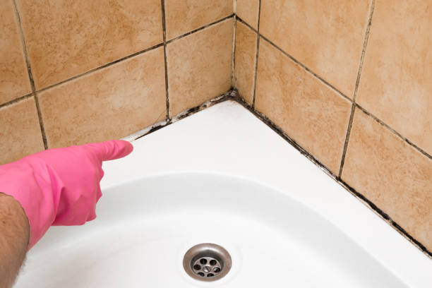 Best Fast Mold Removal  in Havre De Grace, MD