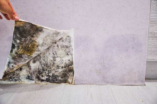 Certified Mold Removal in Havre De Grace, MD